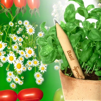 Моливи със семена