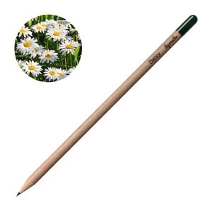 Молив със семена - Маргаритка